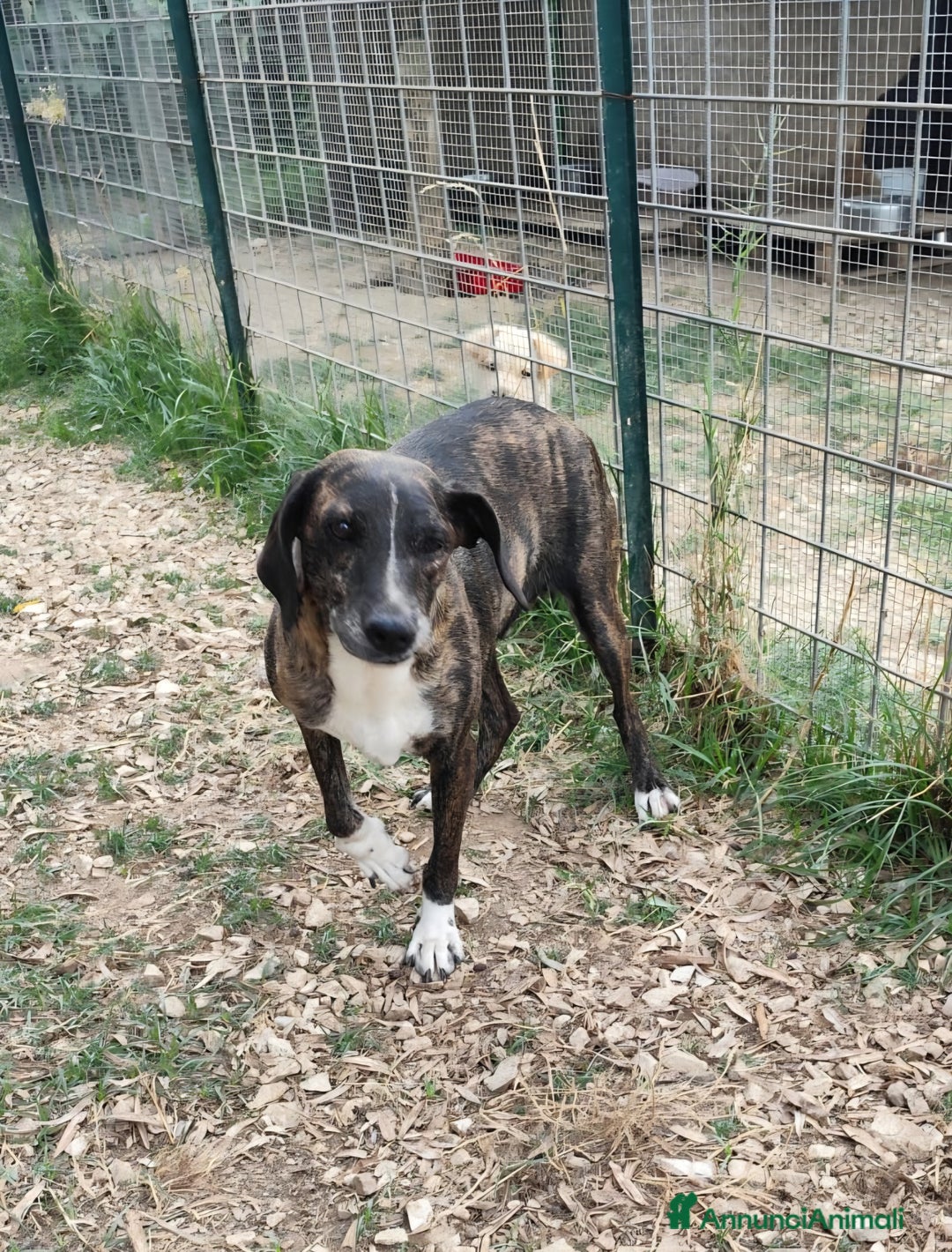 Meticcio cani in regalo: Cannella... adozione del SUPER CUORE ❤️ - Annuncio 1