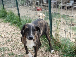 Meticcio cani in regalo: Cannella... adozione del SUPER CUORE ❤️ - Annuncio 3