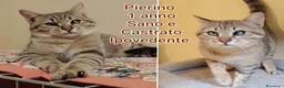 Europeo gatti in regalo: MICINI, URGENTE: TEMPO SCADUTO  a Provincia di Arezzo - Annuncio 5