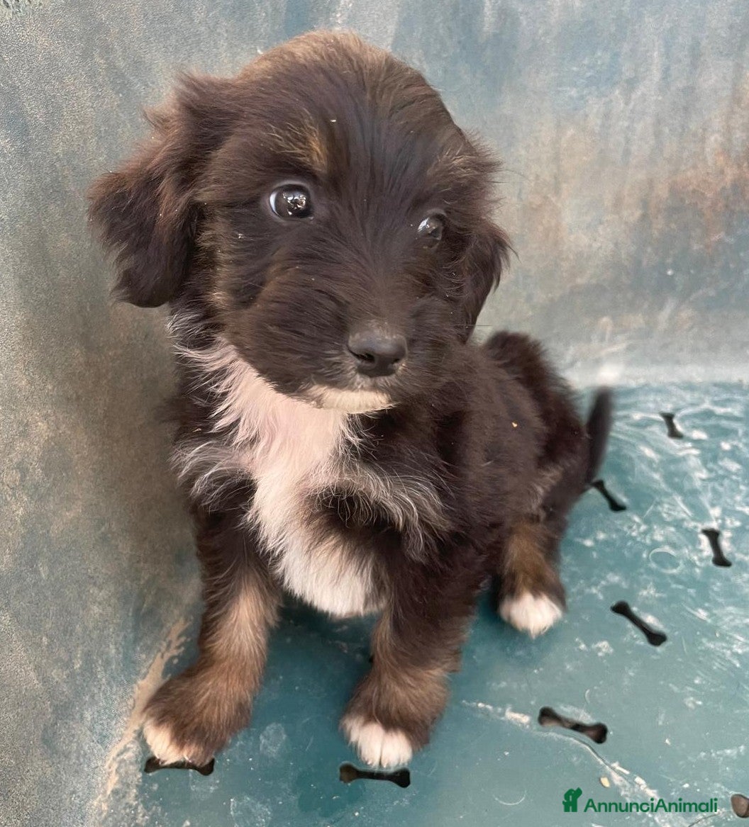 Meticcio cani DIAMANTE E SMERALDO - Annuncio 26