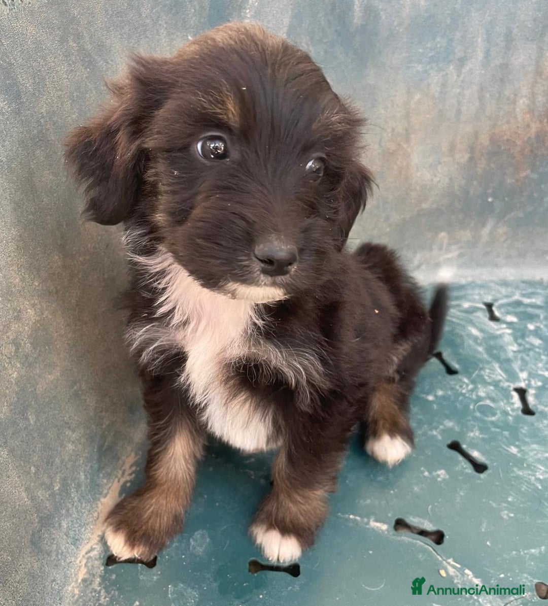 Meticcio cani in regalo: DIAMANTE E SMERALDO - Annuncio 1