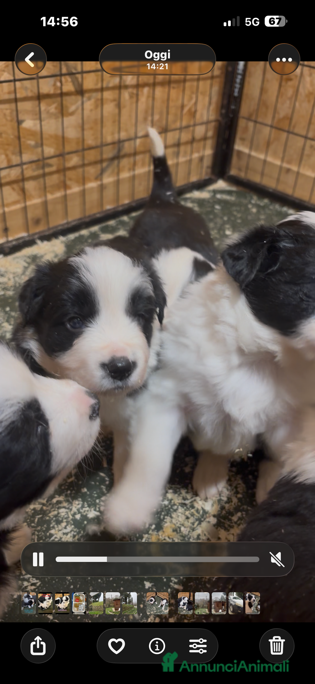 Border Collie cani in vendita: Border collie con Pedigree - Allevamento BELVERDE  - Annuncio 2