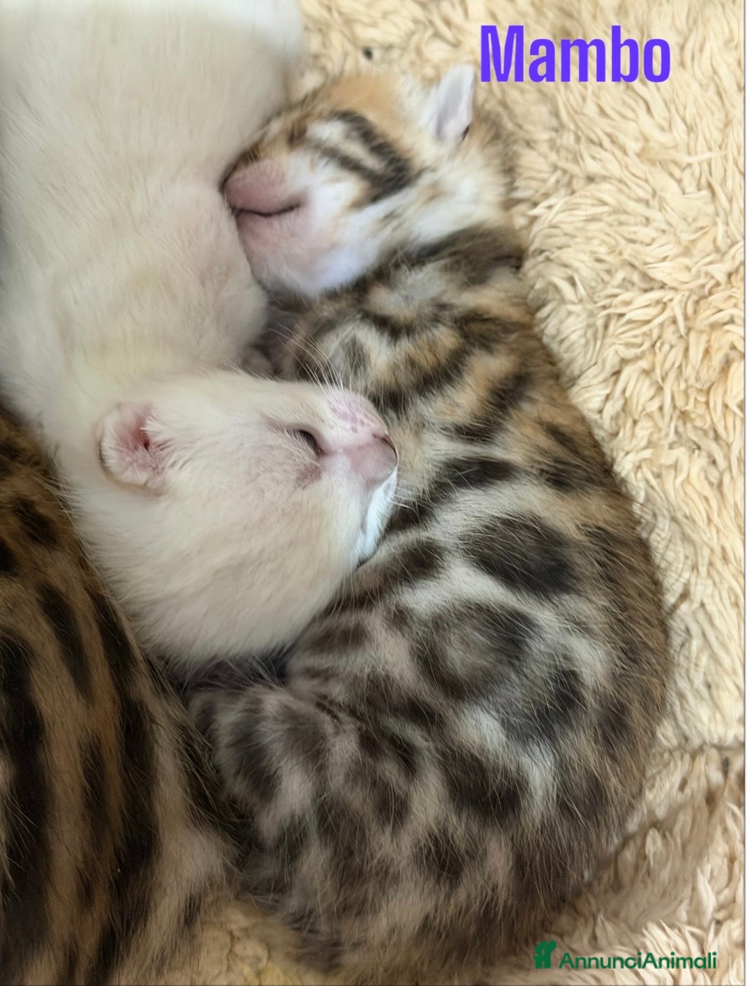 Bengala gatti in vendita: Gatto bengala  - Annuncio 7