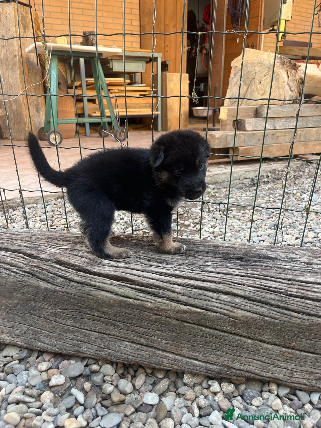 Pastore Tedesco cani in vendita: Cuccioli Pastore tedesco a Provincia di Parma - Immagine 5