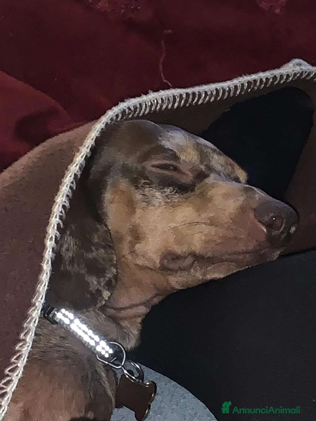 Bassotto cani per accoppiamento: Bassotto maschio cerca femmina per accoppiamento - Annuncio 8