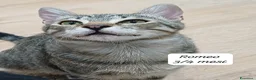 Meticcio gatti in regalo: Urgenti famiglie per questi gattini  a Provincia di Monza e della Brianza - Annuncio 4