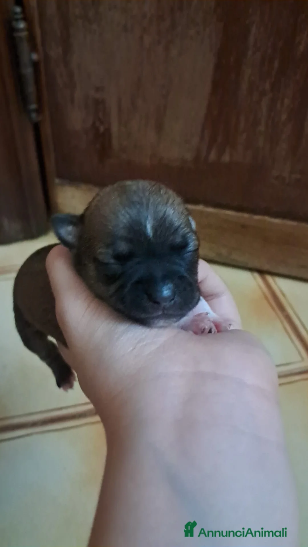 Chihuahua cani in vendita: Chihuahua  - Annuncio 2