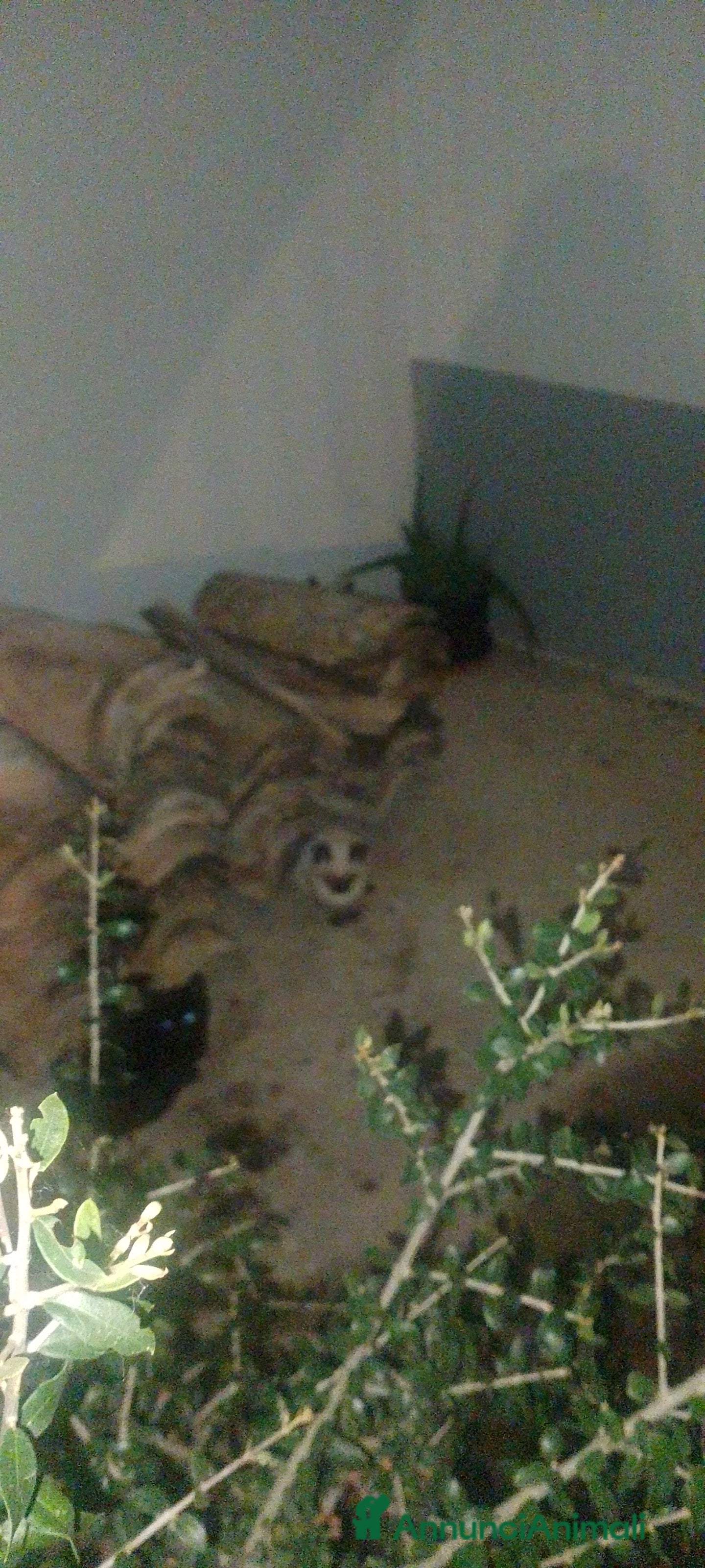 Siamese gatti SIAMESI VENDO DUE CUCCIOLI SIMIL SIAMESI  - Annuncio 15