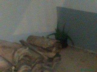 Siamese gatti SIAMESI VENDO DUE CUCCIOLI SIMIL SIAMESI - Annuncio 12