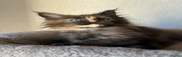 Maine Coon gatti in vendita: Femmine Maine Coon  - Annuncio 5