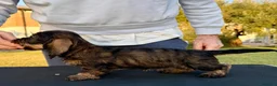 Bassotto Nano cani in vendita: Bassotti Nani Pelo Duro - Figli di Campioni - Annuncio 6