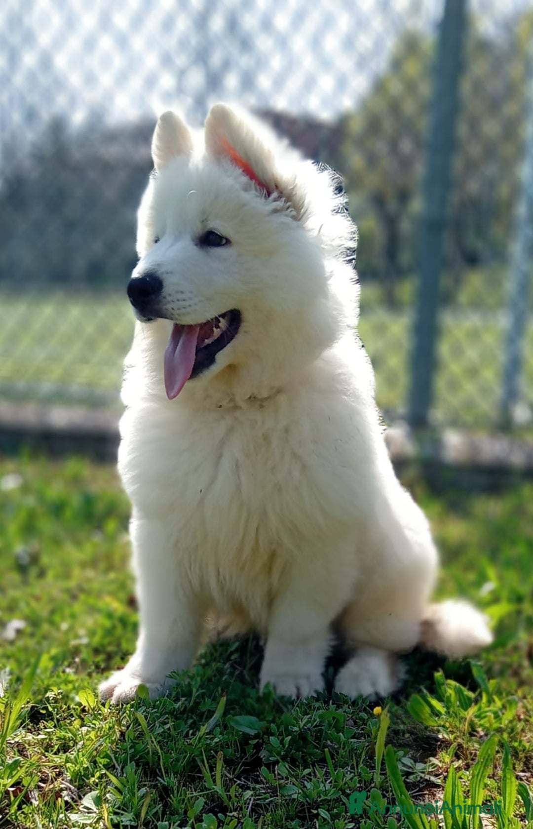 Pastore Svizzero cani in vendita: Ultimo cucciolo pelo lungo - Annuncio 6