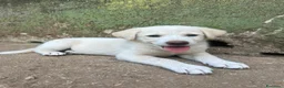 Meticcio cani in regalo: Luce cerca casa 💞 - Annuncio 3