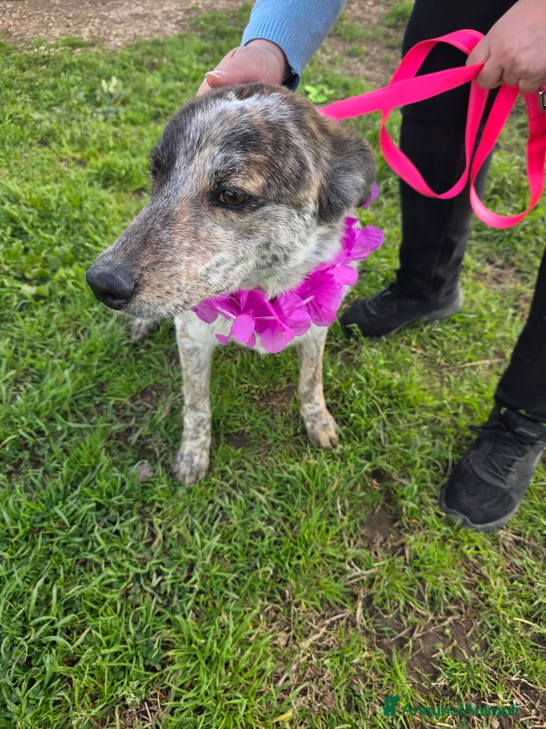 Meticcio cani in regalo: Karkadè, cucciolona in canile - Annuncio 2