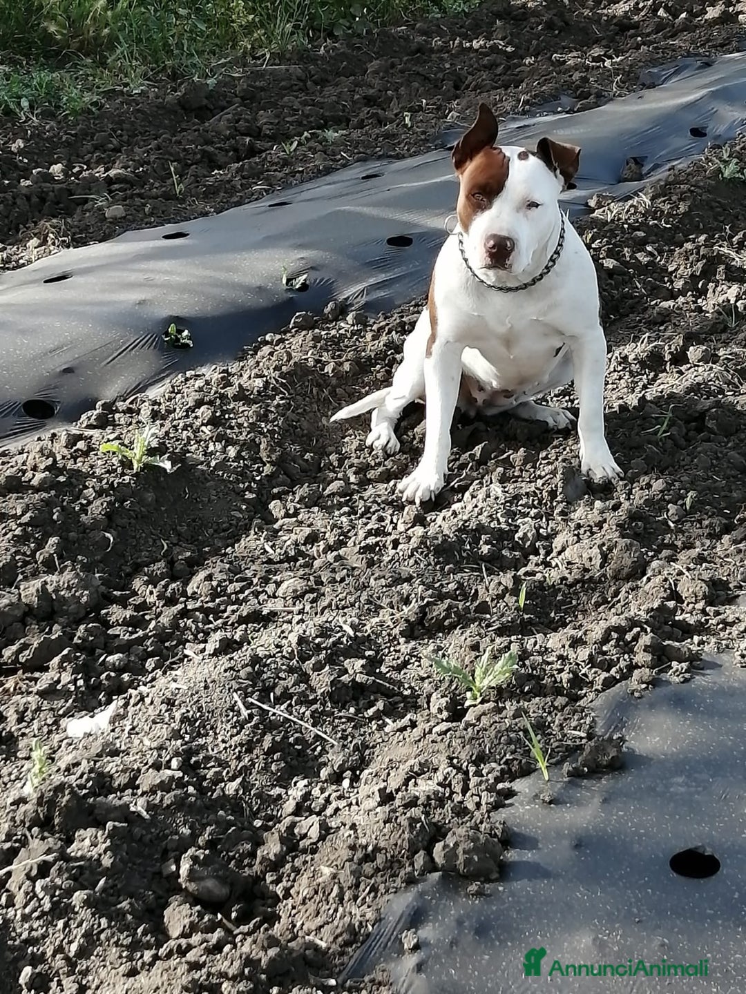 Pitbull cani in vendita: Cuccioli pitbull terrier  - Annuncio 5