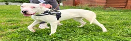 Dogo Argentino cani in regalo: ALBINO DOGO ARGENTINO - Annuncio 9
