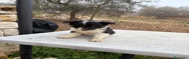 Border Collie Cucciolo 1