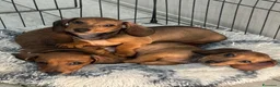Bassotto cani in vendita: Cuccioli bassotti tedesco  - Annuncio 5