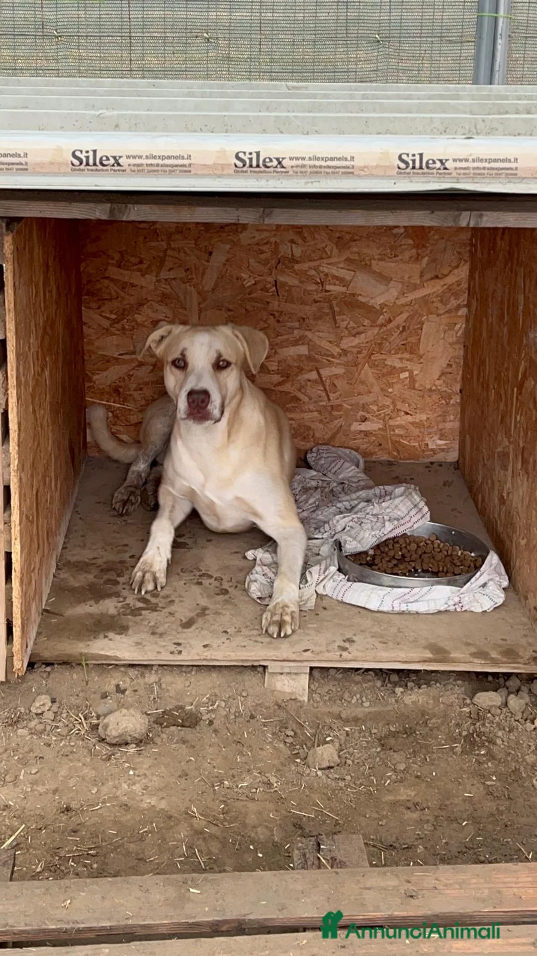 American Staffordshire cani in regalo: Simon - Annuncio 3