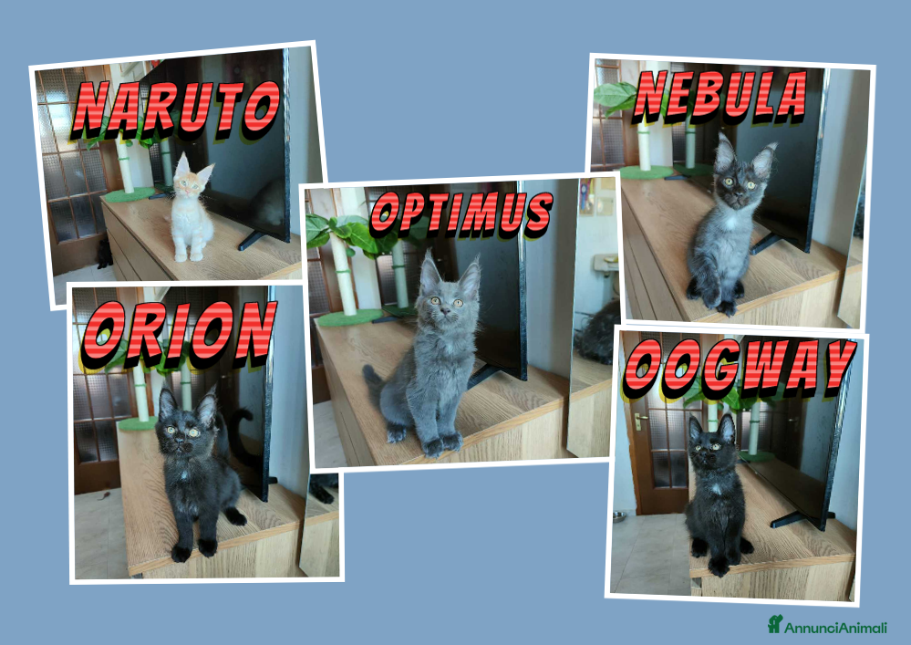 Maine Coon gatti Ultimi 5 cuccioli - Annuncio 17