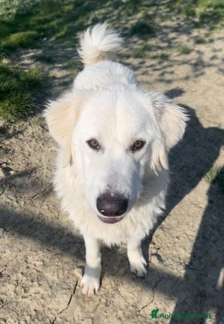 Pastore Maremmano cani JERRY un maremmano da coccole - Annuncio 40