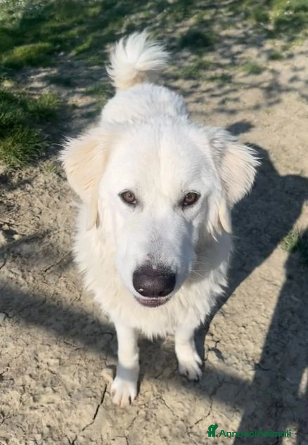 Pastore Maremmano cani in regalo: JERRY un maremmano da coccole a Provincia di Padova - Annuncio 1