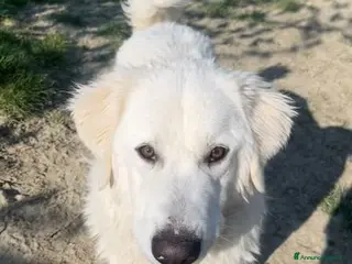 Pastore Maremmano cani JERRY un maremmano da coccole - Annuncio 40
