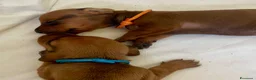 Bassotto cani in vendita: CUCCIOLI BASSOTTI STANDARD - Annuncio 12