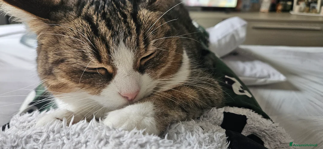 Europeo gatti in regalo: GATTINI ABBANDONATI: URGENTE  a Città Metropolitana di Torino - Annuncio 2