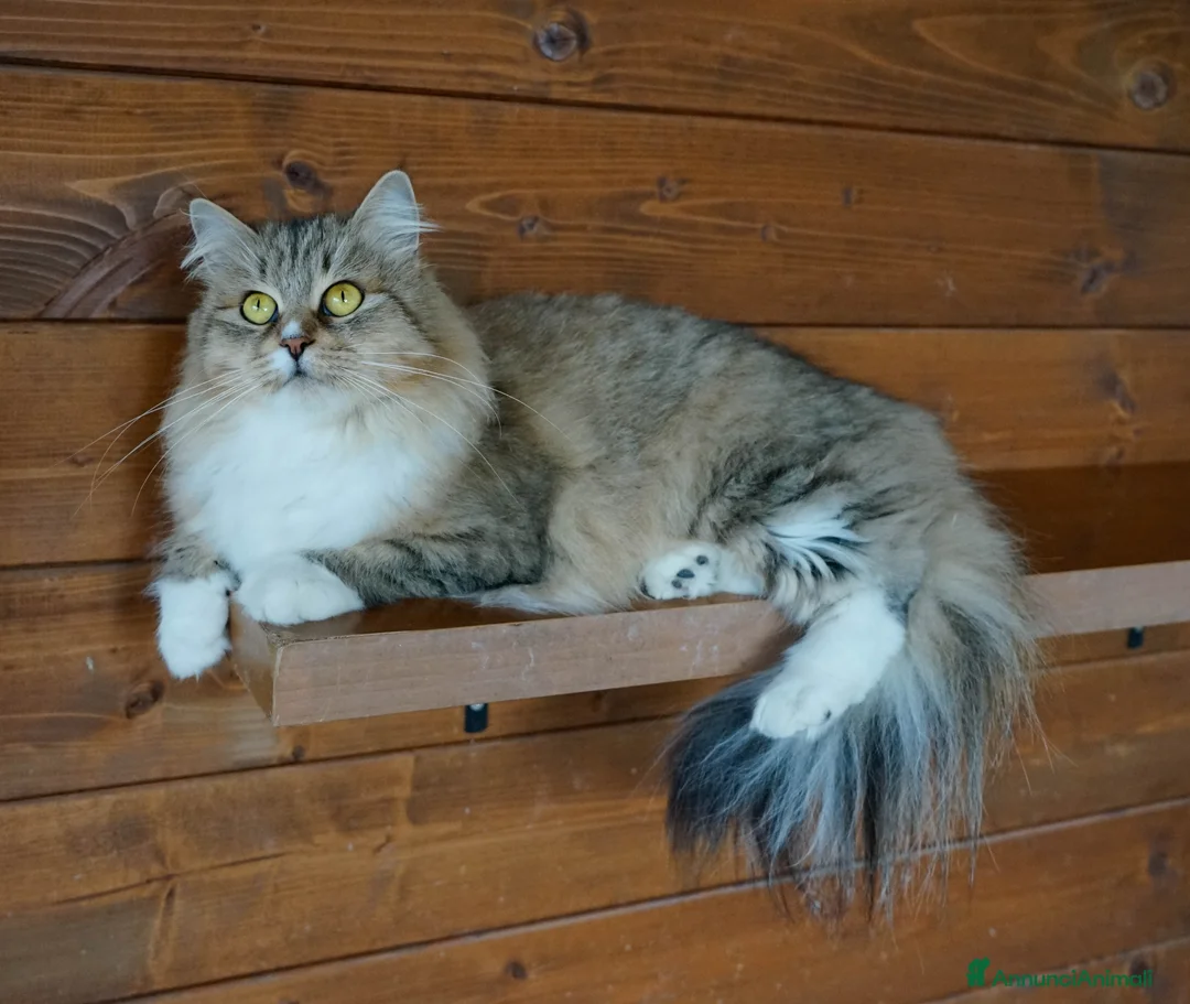 Immagine della galleria {{count}}