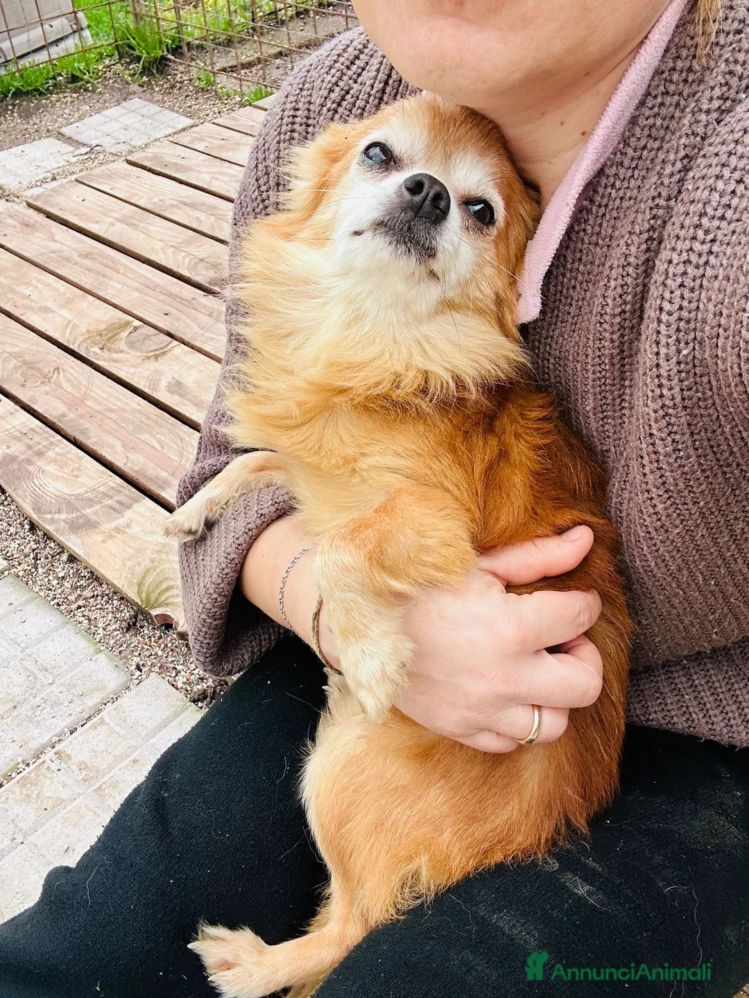 Chihuahua cani in regalo: CHIHUAHUA mix, pelo lungo - Annuncio 5