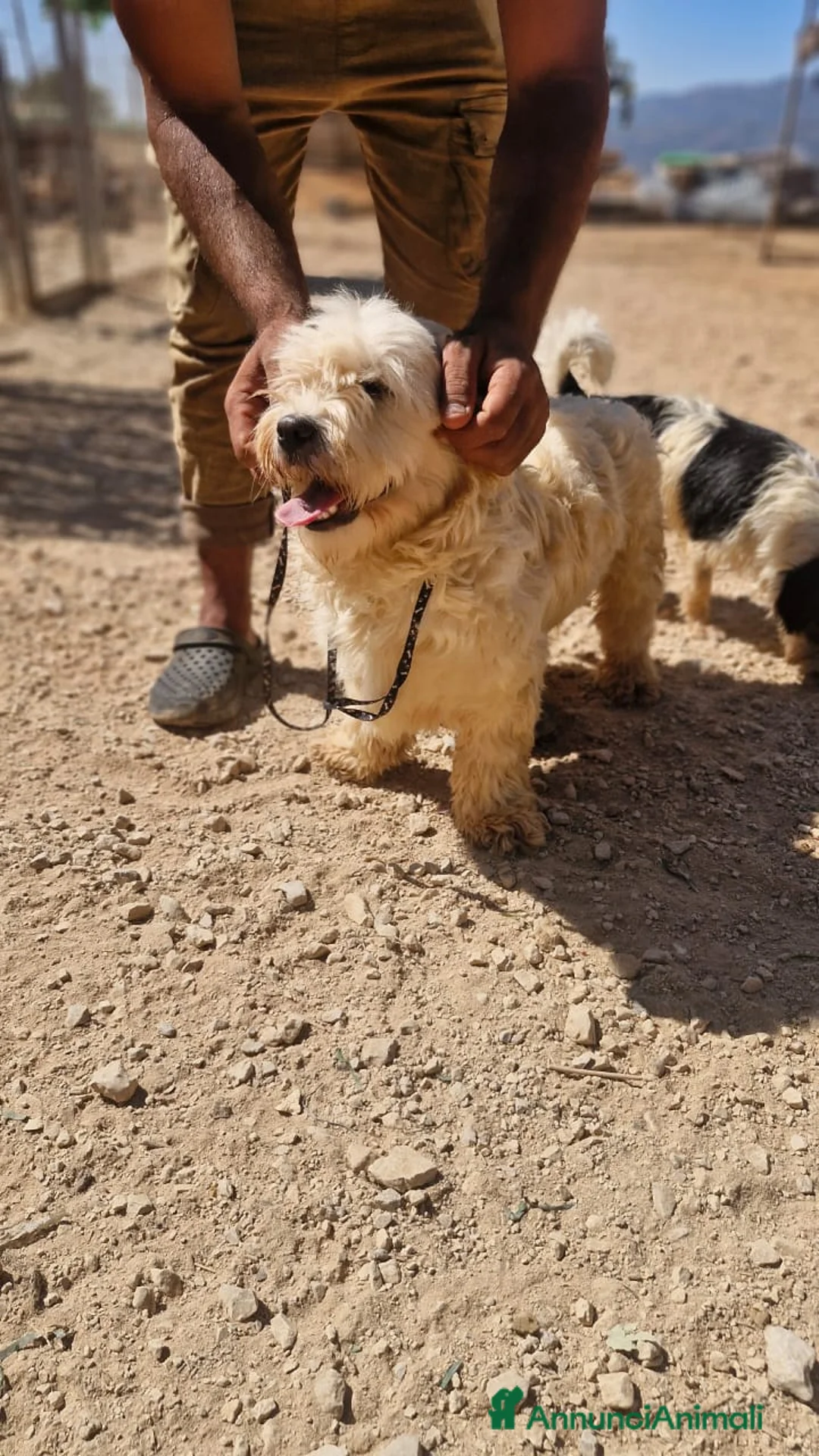 Meticcio cani in regalo: Snoopy, un meticcio coccolone - Annuncio 12
