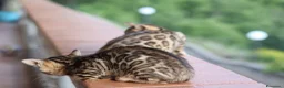 Bengala gatti in vendita: Cuccioli Bengala a Provincia di Cosenza - Annuncio 6