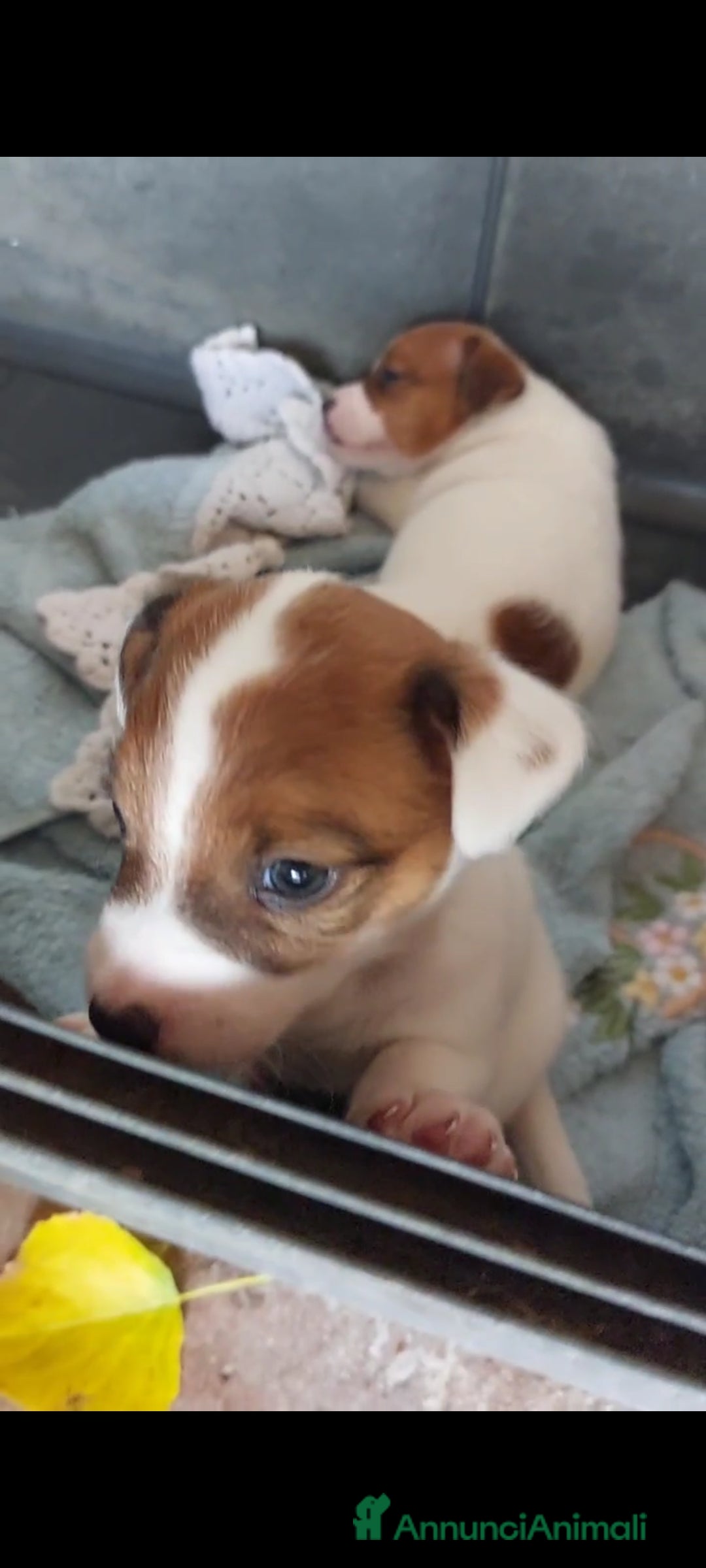 Jack Russell cani in vendita: Vendo cucciolo maschio Jack Russel con pedigree  a Città Metropolitana di Firenze - Immagine 2