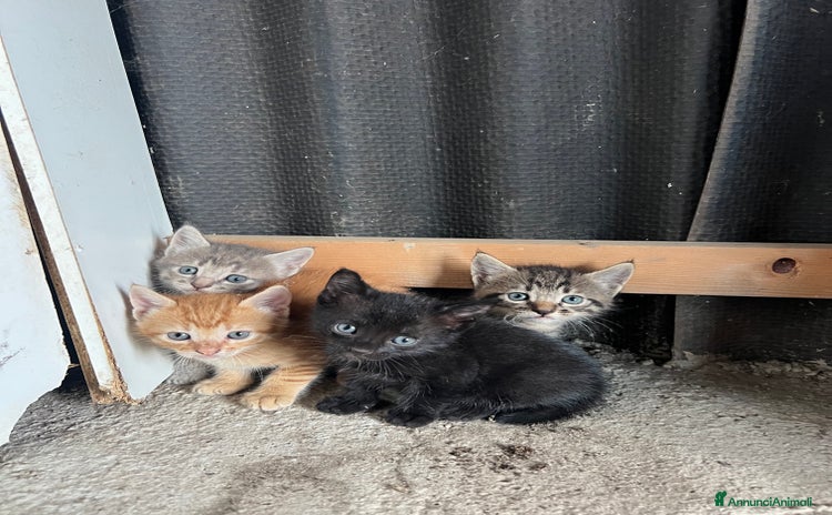 Altre razze gatti a Città metropolitana di Messina - Annuncio 8
