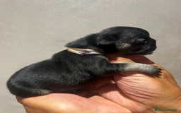 Altre razze gatti in vendita: Bulldog francese cuccioli a Città metropolitana di Milano - Immagine 3