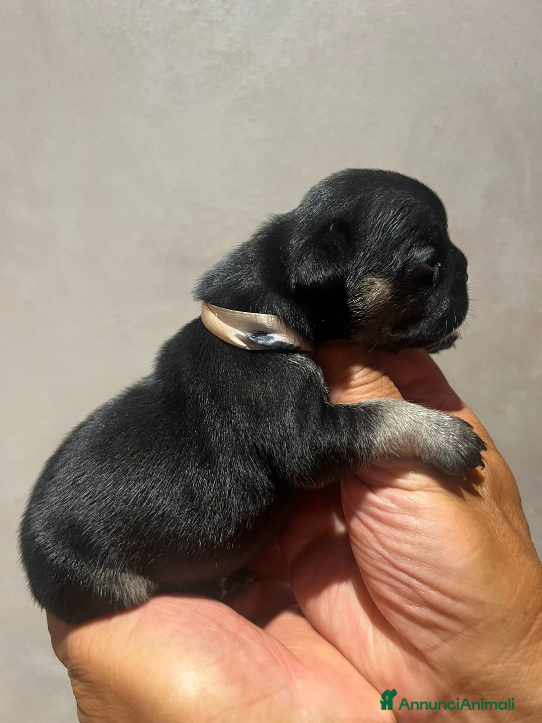 Altre razze gatti in vendita: Bulldog francese cuccioli a Città metropolitana di Milano - Immagine 3
