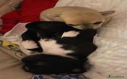 Chihuahua cani in vendita: Cuccioli di Chihuahua   a Provincia di Massa e Carrara - Immagine 2