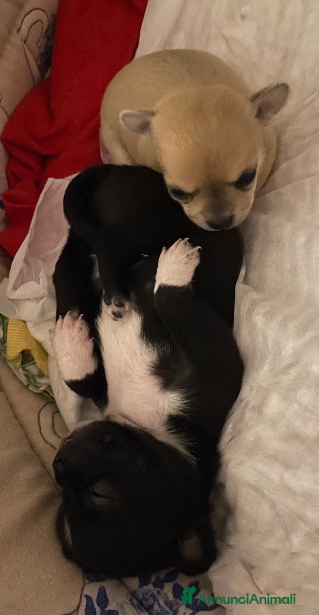 Chihuahua cani in vendita: Cuccioli di Chihuahua   a Provincia di Massa e Carrara - Immagine 2