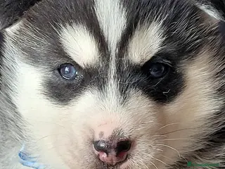 Husky cani SIBERIAN HUSKY CUCCIOLATA CON PEDIGREE - Annuncio 4