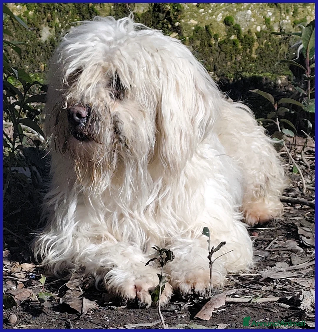 Meticcio cani in regalo: DELORIS VAN CARTIER, UN BATUFFOLO DI PELO - Annuncio 6