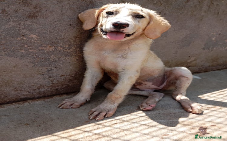 Meticcio cani a Città Metropolitana di Bologna - Annuncio 19
