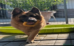 Pastore Tedesco cani in regalo: IBRA PASTORE TEDESCO - Immagine 3