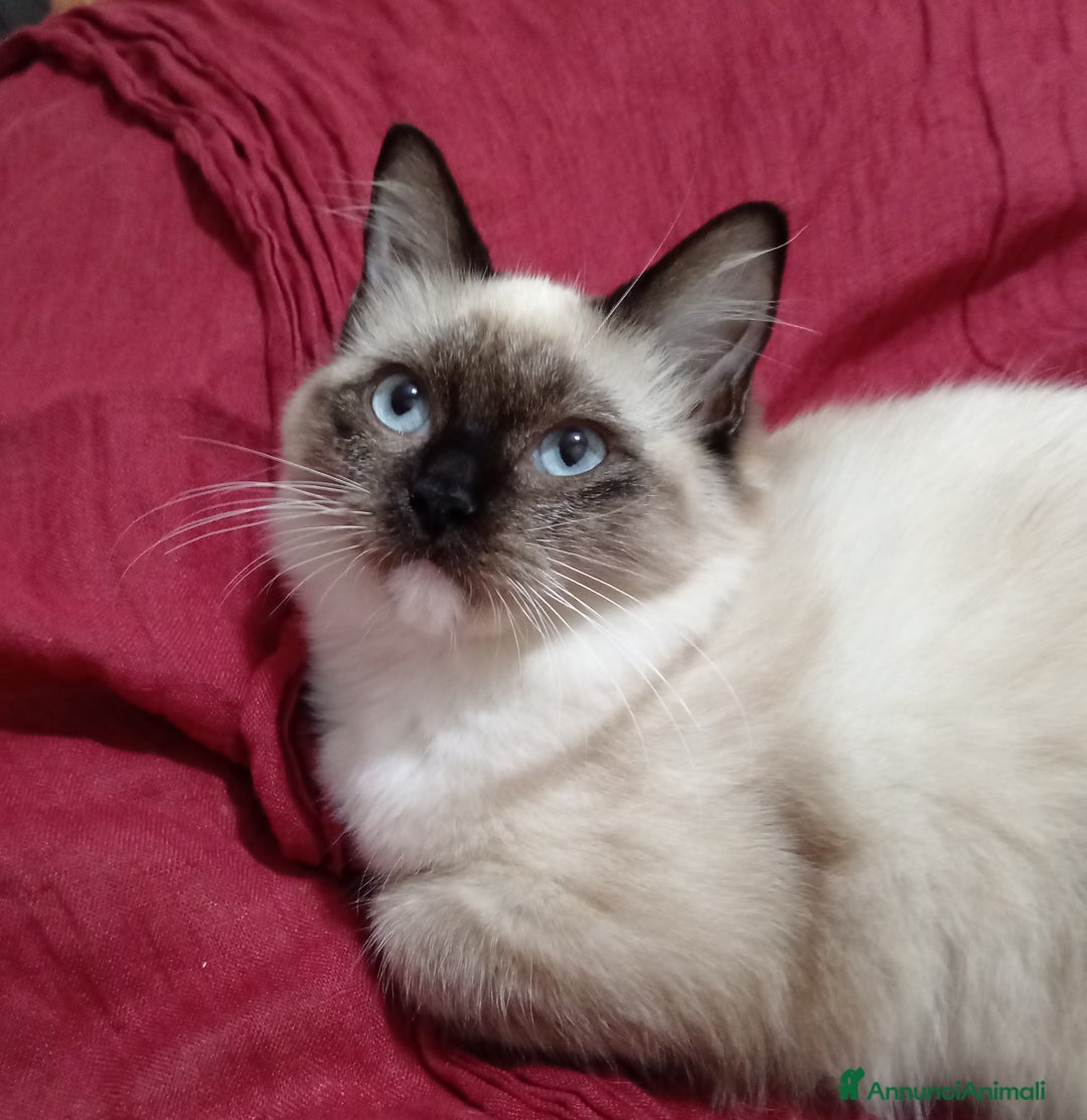 Ragdoll gatti in vendita: Ragdoll Cucciola con pedigree ministeriale - Roma - Annuncio 3