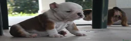 Bulldog cani in vendita: Cuccioli Bulldog Inglese con Pedigree - Annuncio 25