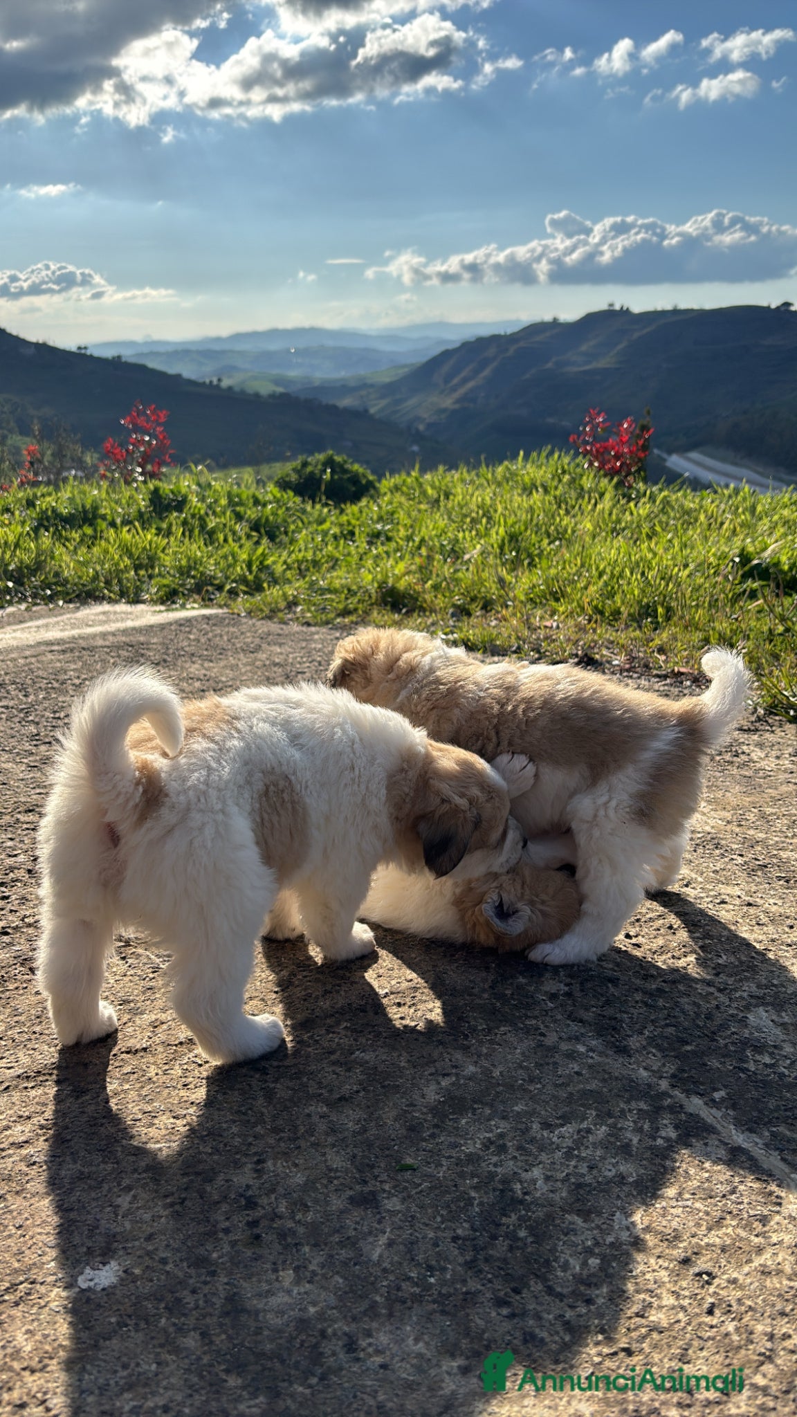 Meticcio cani Cuccioli meticci di pastore siciliano cercano casa - Annuncio 2