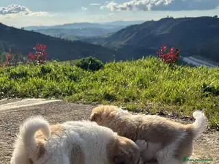 Meticcio cani Cuccioli meticci di pastore siciliano cercano casa - Annuncio 2