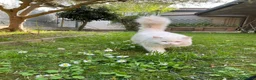British gatti in vendita: adorabile e meraviglioso gattini  - Annuncio 11