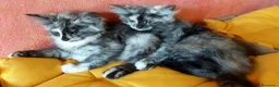 Maine Coon gatti in vendita: Maine Coon tabby cucciole gemelle - Annuncio 3