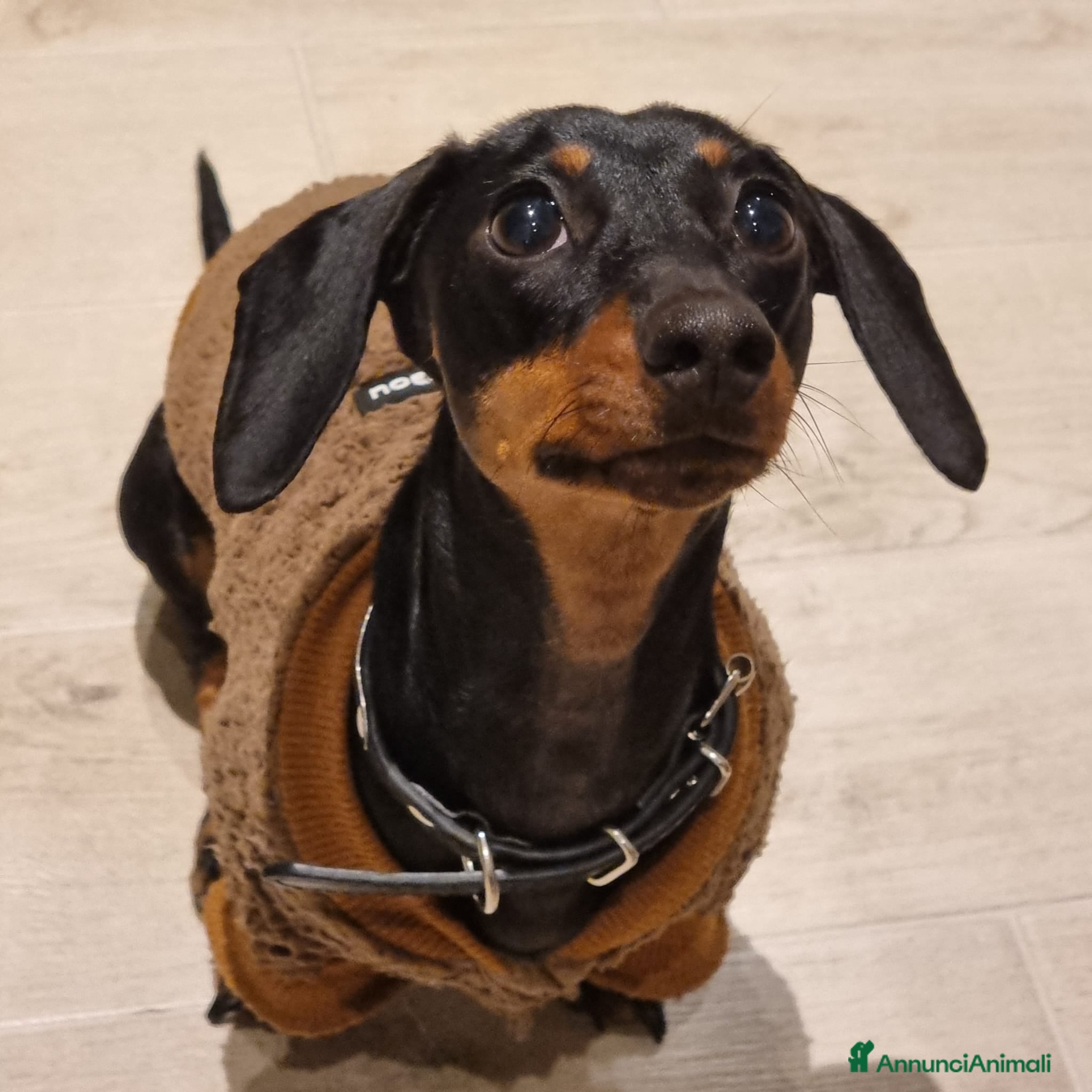 Bassotto cani Cerco maschio per monta - Annuncio 2